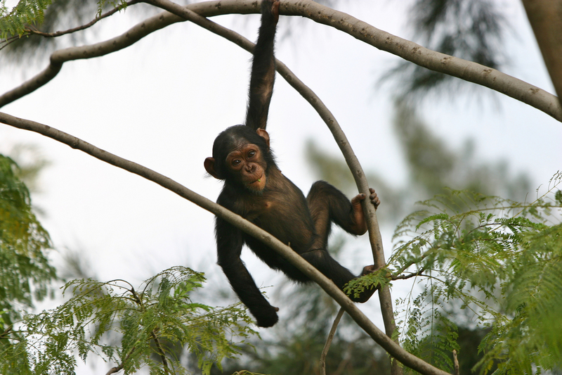 Chimp_Congo